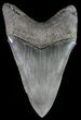 Serrated, Lower Megalodon Tooth - Georgia #51018-2